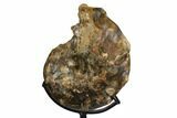 Cretaceous Ammonite (Mammites) With Metal Stand - Morocco #164214-3